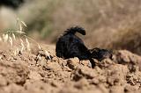 YORKSHIRE TERRIER 452
